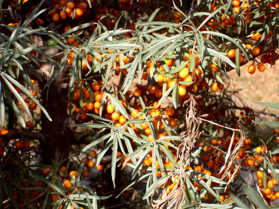 Sea-buckthorn Hippophae rhamnoides, cultivated in Budapest, Hungary