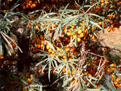 Sea-buckthorn Hippophae rhamnoides, cultivated in Budapest, Hungary