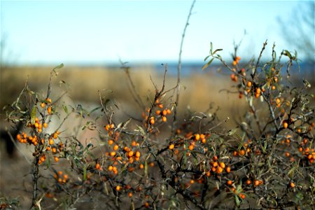 Hippophaë rhamnoides or sea buckthorn