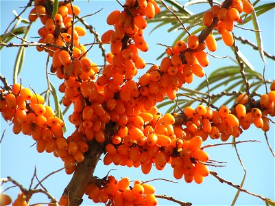 Sea buckthorn berries from Russia