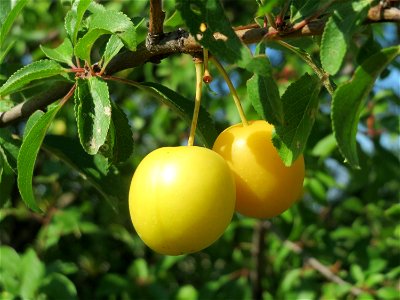 Kirschpflaume (Prunus cerasifera) bei Reilingen photo