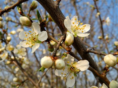 Kirschpflaume (Prunus cerasifera) bei Reilingen photo