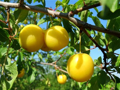 Kirschpflaume (Prunus cerasifera) bei Reilingen photo