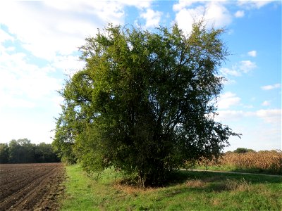 Kirschpflaume (Prunus cerasifera) im Hockenheimer Rheinbogen