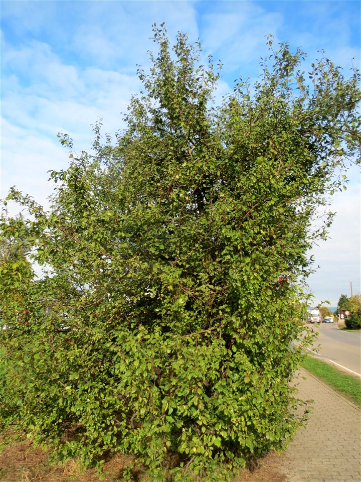 Kirschpflaume (Prunus cerasifera) in Hockenheim-Talhaus