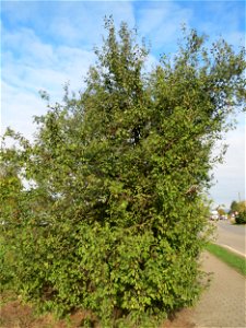 Kirschpflaume (Prunus cerasifera) in Hockenheim-Talhaus