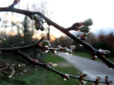 Kirschpflaume (Prunus cerasifera) in Hockenheim photo