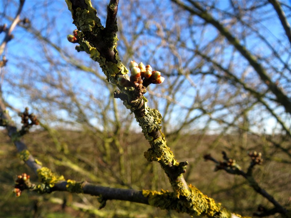 Kirschpflaume (Prunus cerasifera) bei Hockenheim
