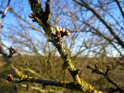 Kirschpflaume (Prunus cerasifera) bei Hockenheim