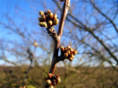 Kirschpflaume (Prunus cerasifera) bei Hockenheim