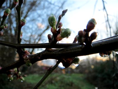 Kirschpflaume (Prunus cerasifera) in Hockenheim photo