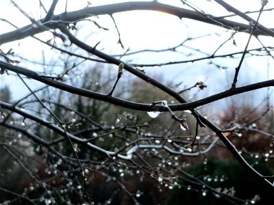 Kirschpflaume (Prunus cerasifera) in Hockenheim photo