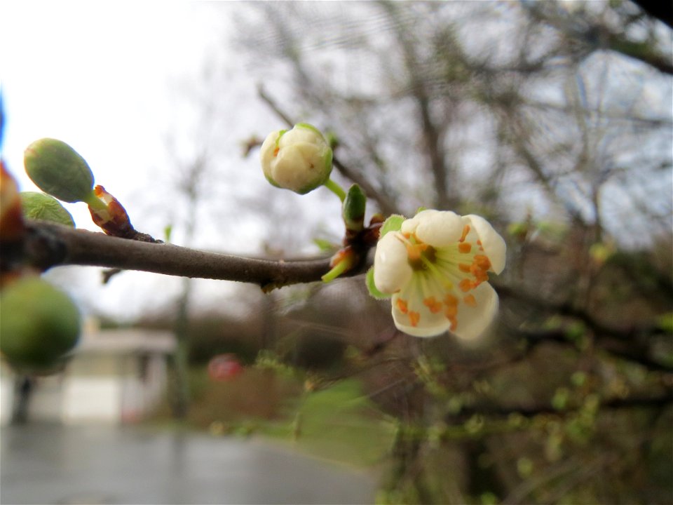 Kirschpflaume (Prunus cerasifera) in Hockenheim