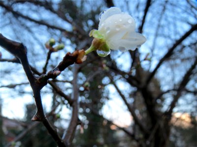 Kirschpflaume (Prunus cerasifera) in Hockenheim photo