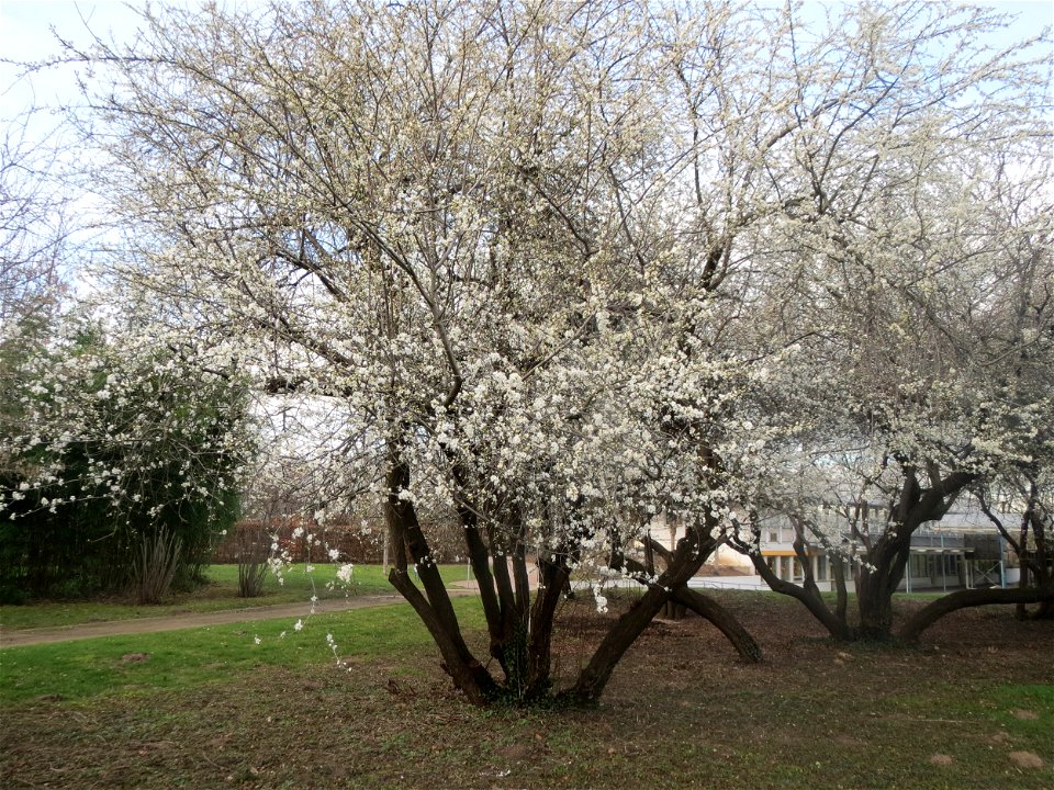 Kirschpflaume (Prunus cerasifera) im Landesgartenschaupark Hockenheim