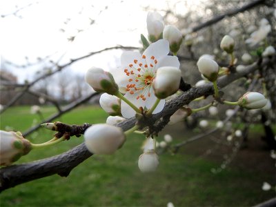 Kirschpflaume (Prunus cerasifera) im Landesgartenschaupark Hockenheim photo