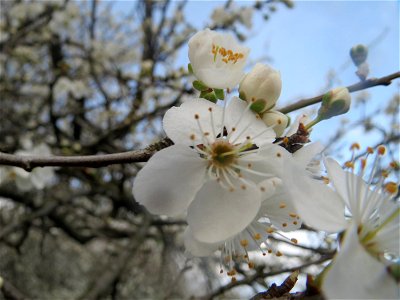 Kirschpflaume (Prunus cerasifera) im Landesgartenschaupark Hockenheim photo