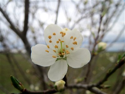 Kirschpflaume (Prunus cerasifera) bei Hockenheim photo