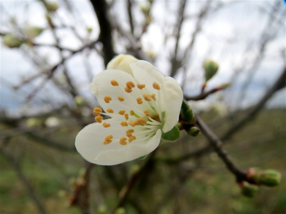 Kirschpflaume (Prunus cerasifera) bei Hockenheim photo