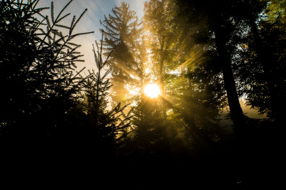 Nature landscape trees