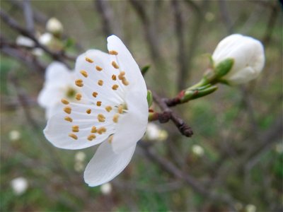 Kirschpflaume (Prunus cerasifera) bei Hockenheim photo