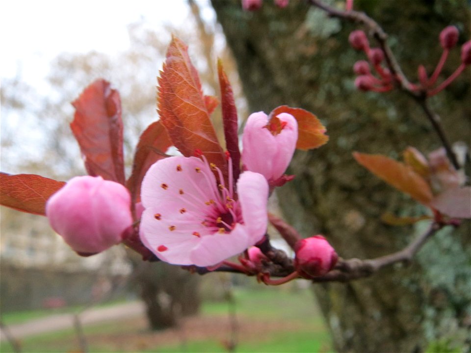 Kirschpflaume (Prunus cerasifera) am Staden in Saarbrücken