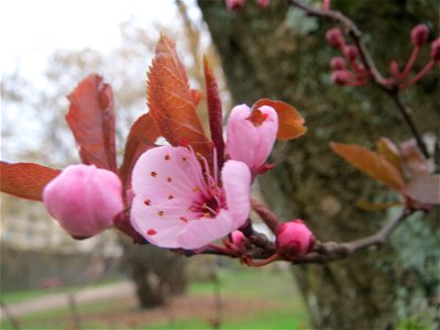 Kirschpflaume (Prunus cerasifera) am Staden in Saarbrücken