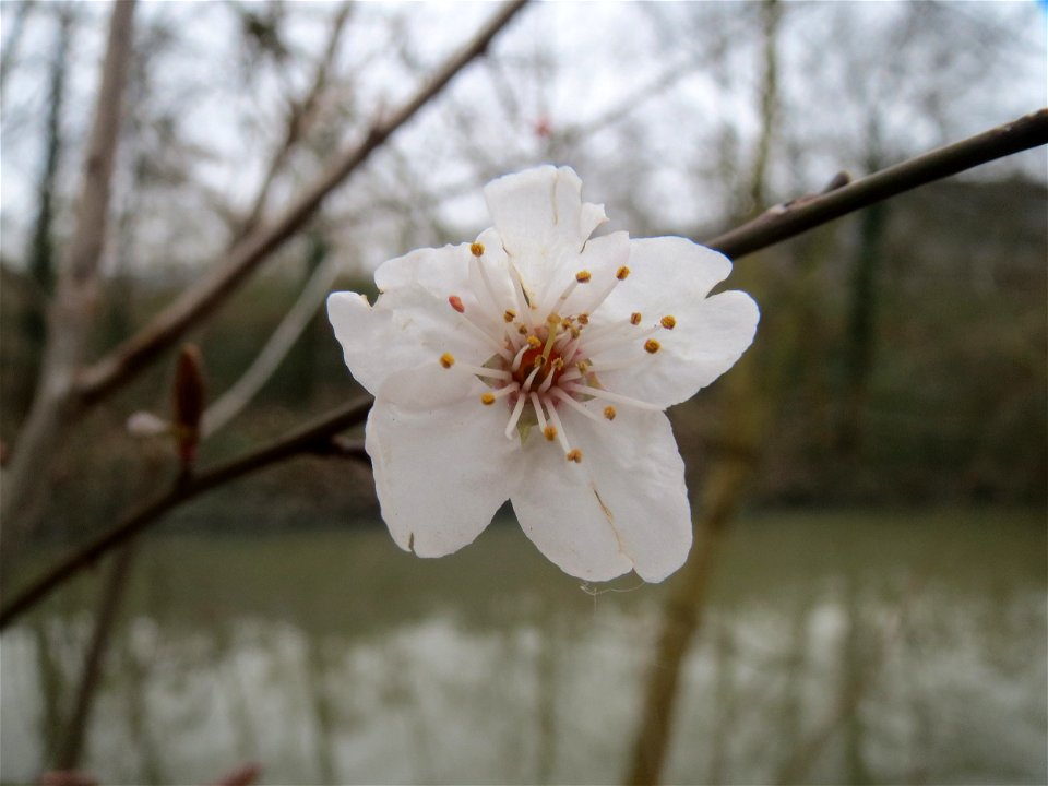 Kirschpflaume (Prunus cerasifera) am Staden in Saarbrücken