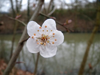 Kirschpflaume (Prunus cerasifera) am Staden in Saarbrücken