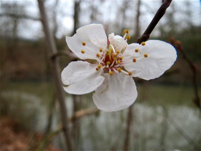 Kirschpflaume (Prunus cerasifera) am Staden in Saarbrücken