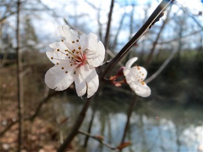 Kirschpflaume (Prunus cerasifera) am Staden in Saarbrücken