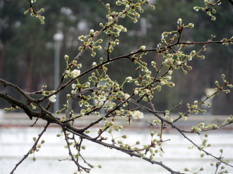 Kirschpflaume (Prunus cerasifera) in Hockenheim