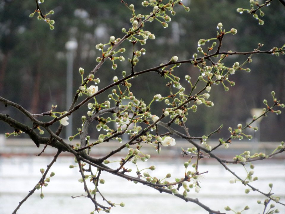 Kirschpflaume (Prunus cerasifera) in Hockenheim photo