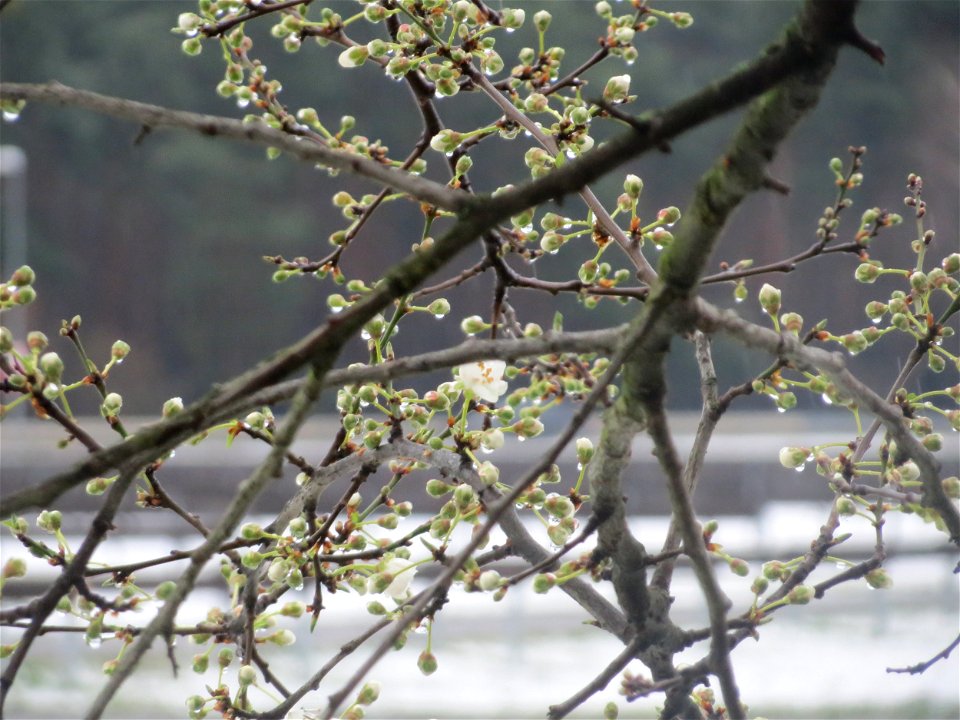 Kirschpflaume (Prunus cerasifera) in Hockenheim photo