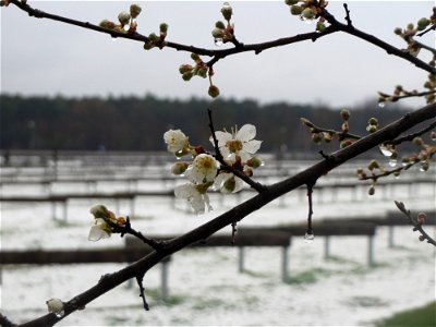 Kirschpflaume (Prunus cerasifera) in Hockenheim photo