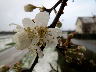 Kirschpflaume (Prunus cerasifera) in Hockenheim photo