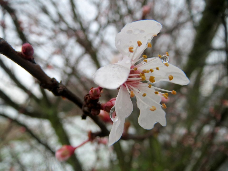 Kirschpflaume (Prunus cerasifera) in Hockenheim photo