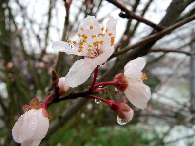 Kirschpflaume (Prunus cerasifera) in Hockenheim