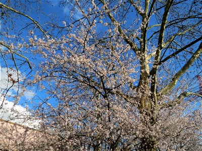Kirschpflaume (Prunus cerasifera) in Hockenheim