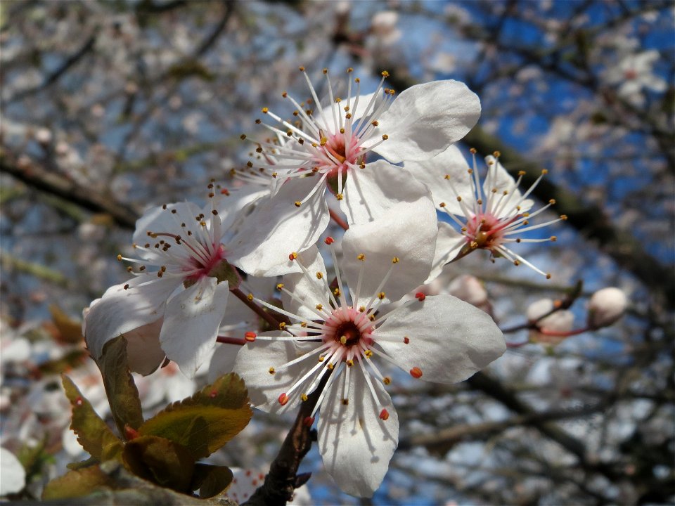 Kirschpflaume (Prunus cerasifera) in Hockenheim