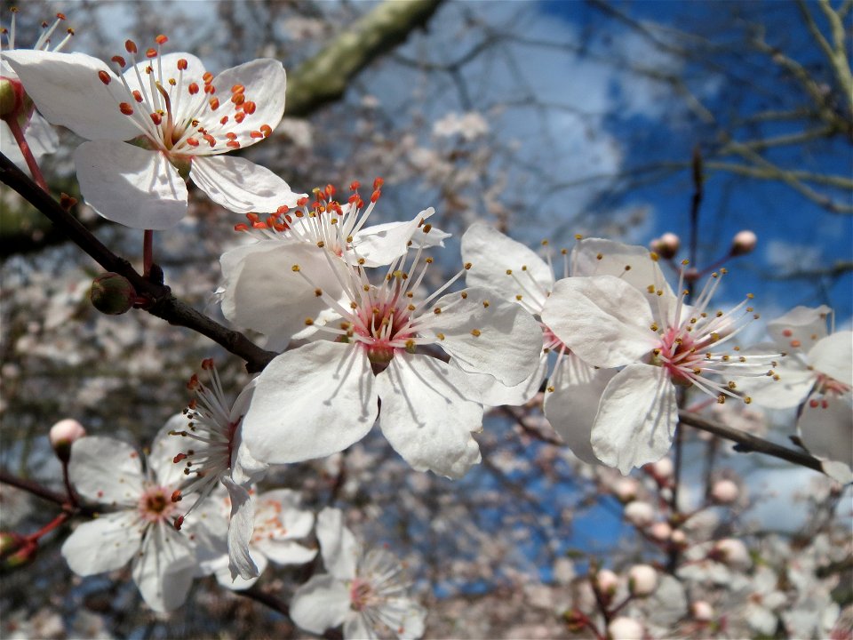 Kirschpflaume (Prunus cerasifera) in Hockenheim photo