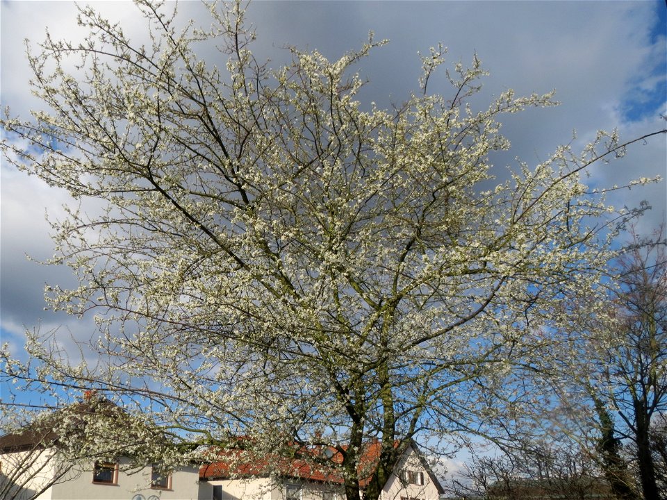 Kirschpflaume (Prunus cerasifera) in Hockenheim