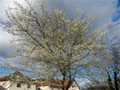Kirschpflaume (Prunus cerasifera) in Hockenheim