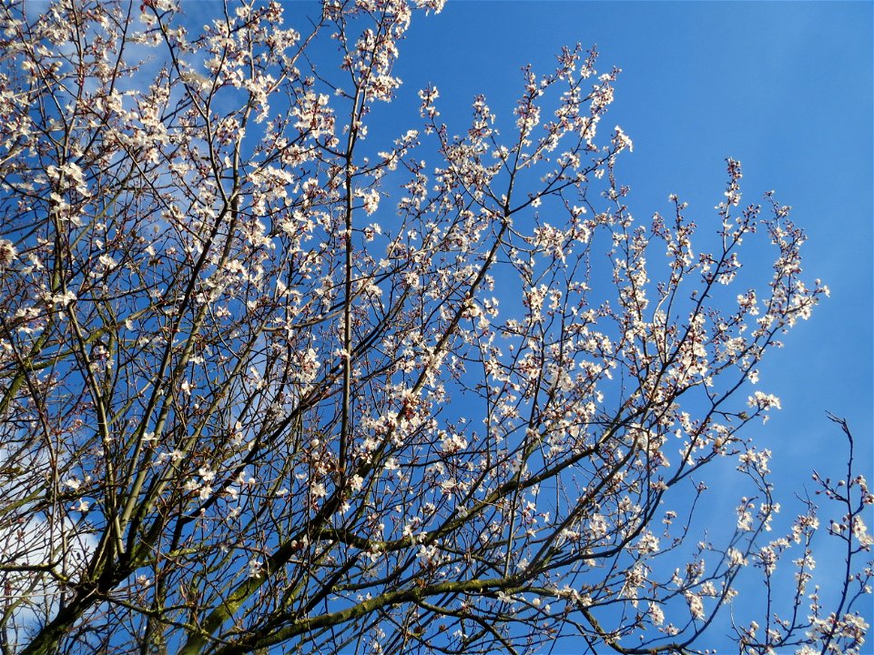 Kirschpflaume (Prunus cerasifera) in Hockenheim