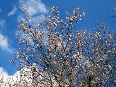 Kirschpflaume (Prunus cerasifera) in Hockenheim photo