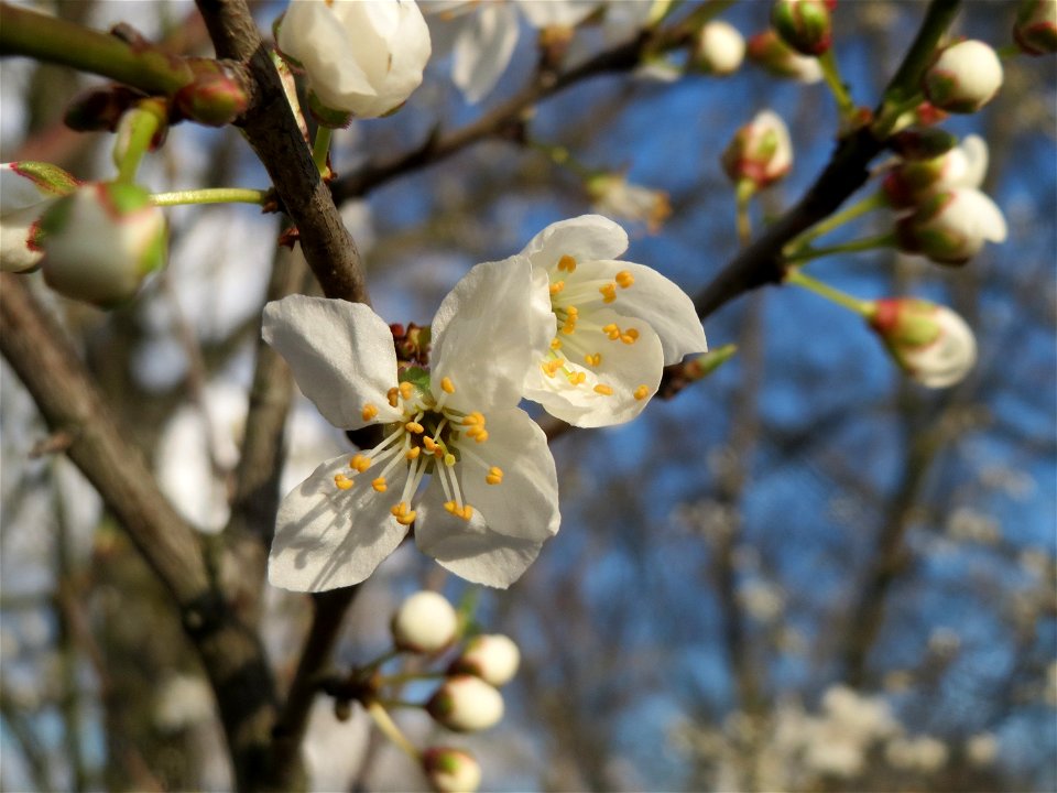 Kirschpflaume (Prunus cerasifera) in Hockenheim photo