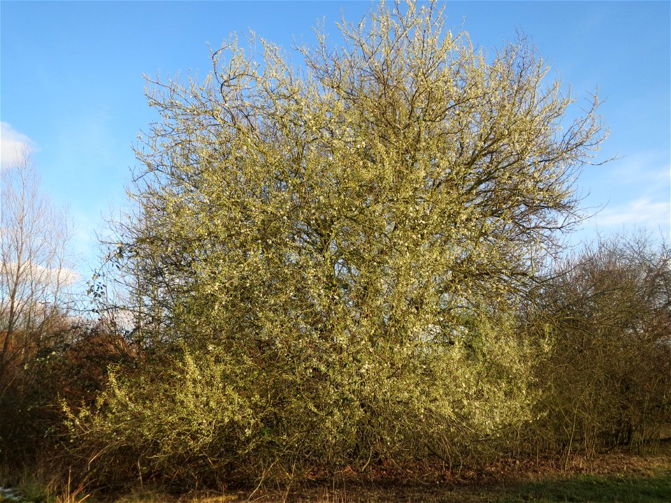 Kirschpflaume (Prunus cerasifera) in Hockenheim