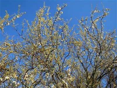 Kirschpflaume (Prunus cerasifera) in Hockenheim photo