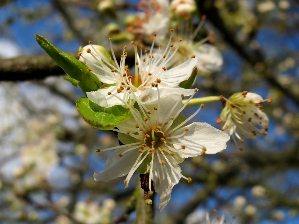 Kirschpflaume (Prunus cerasifera) in Hockenheim photo