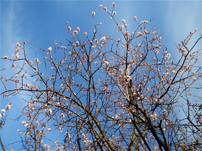 Kirschpflaume (Prunus cerasifera) in Hockenheim